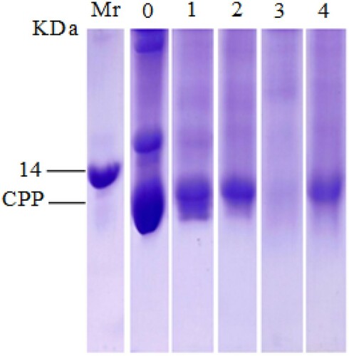 Figure 1. SDS-PAGE analysis of untreated CPP and CPP treated by heating and pepsin.Notes: Mr, markers of the molecular weights; 0, total proteins of common pandora extracted in phosphate buffer solution (10%, pH 7.4); 1, extracted native CPP; 2, CPP treated by temperature; 3, CPP treated by pepsin and 4, CPP treated by the combination of two treatments.