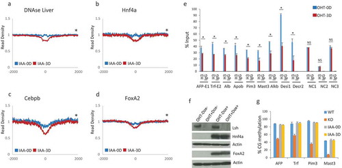 Figure 5. Increased chromatin accessibility and reduced H3 retention at liver specific transcription factor binding sites. (a-d). Profiles of mean MNase-seq signal enrichment without (blue) and with three days (3D) of Lsh deletion (red) induced by auxin (IAA) treatment at DNase I hypersensitivity sites in liver (a), Hnf4a (b), Cebpb (c) and FoxA2 (d) binding sites and 2000 bp of upstream and downstream flanking regions. Wilcoxon signed-rank test, * p-value< 0.002 (e). ChIPs analysis using anti-H3 or IgG control at Foxa2 and Hnf4a binding sites of the indicated genes in MEFs without (OHT-0D) and with (OHT-3D) three days of tamoxifen treatment for depletion of Lsh. NC1, NC2, NC3 sites do not show changes in chromatin accessibility and serve as control sites. AFP Alpha-Fetoprotein, Trf Transferrin, Alb Albumin, Apob Apolipoprotein B, Pim3 proviral integration site 3, Mast3 microtubule associated serine/threonine kinase 3, Alkbh8 AlkB homolog 8, Desi1 Desumoylating isopeptidase 1, Decr2 2,4-Dienoyl-CoA Reductase. ChIPs results represent the mean ± SD of three independent experiments. SD: standard deviation.* p-value< 0.01 (f). Western analysis for detection of Lsh, Hnf4a, Foxa2 and actin (control) protein expression in MEFs without (OHT-) and with (OHT+) three days of tamoxifen treatment for depletion of Lsh, and without (Dox-) and with (Dox+) two days of doxycycline treatment for induction of the liver specific transcription factors Foxa2 and Hnf4a. (g). Bisulfite sequencing analysis for detection of DNA methylation at four sites (AFP, Trf, Pim3 and Mast3 genes). Genomic DNA was derived from MEFs without (IAA-0D) and with (IAA-3D) auxin treatment or from MEFs derived of Lsh-/- (KO) or Lsh+/+ (WT) embryos, serving as controls.