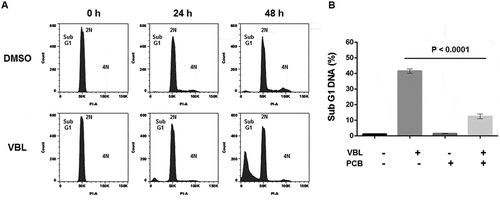 Figure 4. Vinblastine induces death in G1 phase which is prevented by PCB pretreatment. A. ALL-5 cells in G1 phase were isolated using centrifugal elutriation and treated with 0.1% DMSO or 100 nM vinblastine (VBL) for the times indicated. Cells were fixed and stained with propidium iodide and DNA content analyzed by flow cytometry. Data shown are representative of two independent experiments of three replicates each. B. ALL-5 cells were treated with 0.1% DMSO or 100 nM VBL for 48 h with or without pretreatment with 1 µM PCB for 72 h. Cells were fixed and stained with propidium iodide and subjected to flow cytometry to determine the percentage of cells with < 2N DNA. Data shown are mean ± S.D. (n = 3).