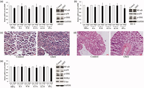 Figure 2. OMT effect in vitro and in vivo without Arg treatment. (a, b) OMT had no effect in regulating inflammation cytokines and MAPK signalling in both AR42J (a) and IEC-6 (b) cells. (c, d) OMT had no effect on the morphology of both pancreas (c) and intestine (d) (100×). (e) OMT had no effect in regulating inflammation cytokines and MAPK signalling in vivo. OMT: OMT treatment group; Ctrl: saline treatment group.