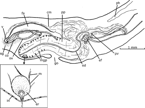 Figure 9. Gigantea sandersoni (Prudhoe, Citation1949). Diagrammatic reconstruction of copulatory apparatus in lateral view of the holotype. In the inset, a reconstruction of a longitudinal section of a male accessory genital organ of the penis papilla (free‐hand drawn). Scale bar: 1 mm.