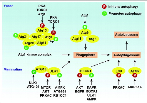 Figure 2. Regulation of Atg/ATG proteins by phosphorylation. In yeast, the initiation of autophagy involves the inhibition of TORC1- and PKA-mediated phosphorylation of Atg1 and Atg13 under starvation conditions. Atg1 is then activated via autophosphorylation, which is responsible for Atg9 localization to the phagophore assembly site. In addition, phosphorylation of Atg29 stimulates autophagy by activating the Atg17-Atg31-Atg29 complex, which is required for subsequent interaction with Atg11. In mammalian cells, phosphorylation of ULK1 and BECN1 by the indicated kinases has dual roles in the regulation of the autophagic response. Phosphorylation of LC3 and ATG5 by PRKAC and MAPK14, respectively, inhibits autophagy. In addition, ULK1- and ATG101-mediated ATG13 phosphorylation promotes selective autophagy.