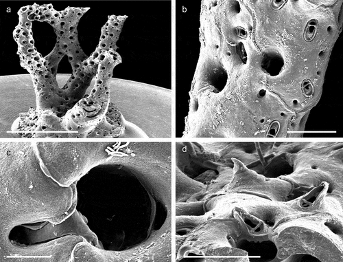 Figure 44. Reteporella cf. harmeri. (a) Adult colony; (b) Frontal avicularia. (c) Orifice. (a) Avicularia. Scales: (a) 2 mm; (b, d) 200 µm; (c) 50 µm.