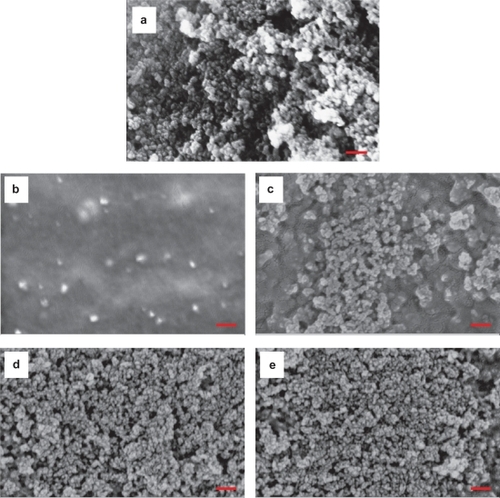Figure 3 a SEM micrograph of particulate nano-HA synthesized by the wet chemistry method. (b,e) SEM micrographs of nano-HA/PLGA composites: (b,c) PHAa (the agglomerated nano-HA in PLGA composites); (d,e) PHAd (the well-dispersed nano-HA in PLGA composites). (b,d) the top surface, (c,e) the bottom surface. Original magnification: 100 kX. Magnification bars: 200 nm.