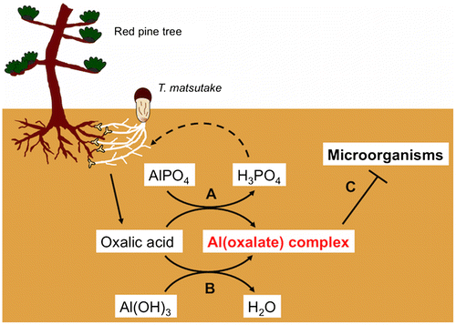 Fig. 7. Three functions of oxalic acid secreted from the mycorrhiza. A: Release of soluble phosphorus from aluminum phosphate, B: Detoxification of aluminum in acidic soil, C: Formation of the antimicrobial (oxalato)aluminate complex.