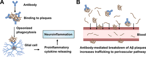 Figure 2 The process of antibody-mediated Aβ clearance and production of vascular amyloid pathology. (A) Antibodies recognize and bind to amyloid plaques, prompting their transformation into a soluble form, which then promotes phagocytosis of microglia, during which microglia are activated and neuroinflammation occurs. (B) Soluble Aβ flows to the blood vessels and deposits, resulting in vascular pathology.