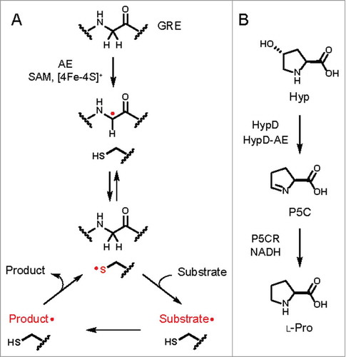 Figure 1. (A) General mechanism of glycyl radical enzymes (GREs). A partner radical S-adenosylmethionine (SAM) activating enzyme (AE) first abstracts a hydrogen atom from the α-carbon of a conserved active site glycine residue on the GRE to generate a carbon-centered radical. The glycine-centered radical is proposed to abstract a hydrogen atom from an essential active site cysteine residue to generate a thiyl radical intermediate that initiates reaction with the substrate. Further reaction of the substrate-based radical generates a product-based radical, which then abstracts a hydrogen atom from the essential cysteine residue to regenerate the thiyl radical. (B) Previously characterized activities of 4-hydroxyproline dehydratase (HypD) and Δ1-pyrroline-5-carboxylate reductase (P5CR) from Clostridioides difficile 70-100-2010.