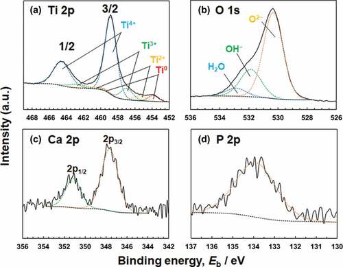 Figure 6. (a) Ti 2p, (b) O 1s, (c) Ca 2p, and (d) P 2p electron energy region spectra obtained from Ti after polarization at 0 V in Hanks for 1 h.