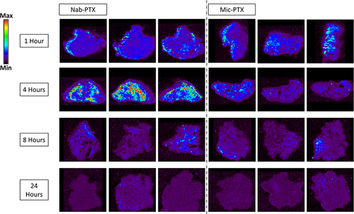 Figure 8 Mass spectrometry imaging visualization of paclitaxel distribution (m/z 284.2) in tumor tissues from mice treated with nab-PTX or mic-PTX. We can observe more intense and widespread PTX signal intensity in the nab-PTX treated xenografts, particularly around the 4h timepoint.