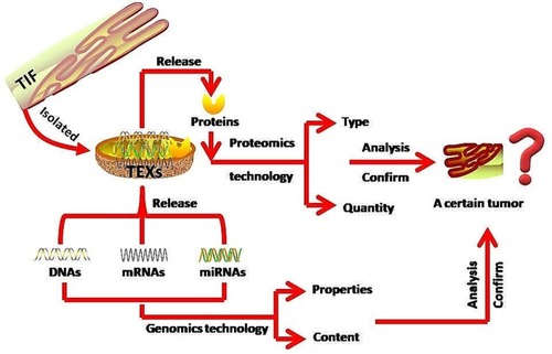 Figure 1 Using TEXs to detect, diagnose and predict GI premalignant lesions. TEXs are isolated from the TIF and analyzed. The encapsulated contents within the TEXs are released via membrane permeabilizers or lysis solution. The type and quantity of TEXs and their encapsulated specific proteins with respect to a specific tumor are confirmed using proteomics technology. The nucleotides (DNAs, RNAs) relationship with a specific tumor is subsequently analyzed and confirmed using genomics technology. Finally, conduct the multi-omics techniques analysis for tumour characterization.