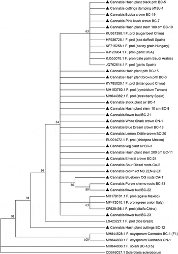 Fig. 5 Phylogenetic analysis of 23 isolates of Fusarium proliferatum originating from cannabis plants (see Table 1) using EF-1α sequences compared to isolates from other hosts (GenBank numbers are shown). Isolates were obtained from a range of tissue sources and from different licenced facilities in BC, ON, and NB, and one site in CA. A bootstrap consensus tree was inferred from 1000 replicates to represent the distance using the neighbour-joining (NJ) method. Branches corresponding to partitions reproduced in less than 50% bootstrap replicates were collapsed. The outgroup was Sclerotinia sclerotiorum.