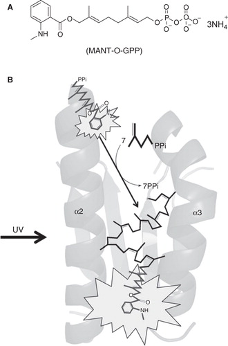 Figure 5. Fluorescent substrate analog MANT-O-GPP (A) for monitoring chain elongation by UPPS in real time (B).