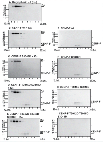 Figure 4. Phosphomimetic mutations of the cNLS of CENP-F strongly diminish interaction with nuclear transport factor karyopherin α. (A-I) Purified CENP-F fragments (residues 2987–3065) (0.1 mg) and karyopherin α (0.7 mg) were mixed in 1:1 molar ratio and analyzed by size exclusion chromatography. SDS-PAGE analysis of the peak fractions is shown. Elution volumes are indicated on the bottom, tick marks represent 0.6 mL increments. Positions of molecular weight marker bands and their masses in kDa are indicated on the left. The CENP-F fragments and karyopherin α were also analyzed individually. (A) Karyopherin α. (B) CENP-F wild-type fragment (wt) and karyopherin α. (C) CENP-F S3048D fragment and karyopherin α. (D) CENP-F T3045D/S3048D fragment and karyopherin α. (E) CENP-F T3042D/T3045D/S3048D fragment and karyopherin α. (F) CENP-F wt fragment. (G) CENP-F S3048D fragment. (H) CENP-F T3045D/S3048D fragment. (I) CENP-F T3042D/T3045D/S3048D fragment. An asterisk marks traces of residual GST (glutathione S-transferase).