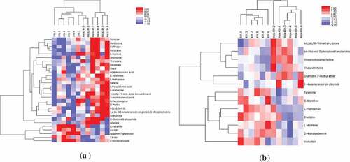 Figure 4. (a) Heat maps of the metabolites in 24 h and MeJA-24 h sprouts; (b) Heat maps of the metabolites in 48 h and MeJA-48h sprouts