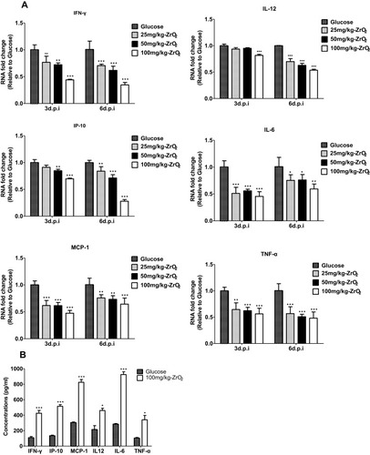 Figure 5 Positively-charged ZrO2 NPs of 200 nm suppressed cytokine overexpression in the lungs of H5N1-infected mice. The expression levels of cytokines (IFN-γ, IP-10, MCP-1, IL-12, IL-6, and TNF-α) in the lung were determined through qPCR (A) and ELISA (B). These results are mean ± SD values obtained from three distinct animals and are representative of three independent experiments. *, P < 0.05; **, P < 0.01; and ***, P < 0.001 compared to the glucose group.