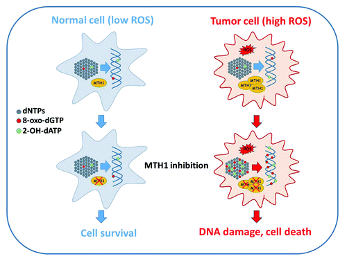 Figure 1. MTH1 inhibition is selectively toxic to cancer cells. Tumor cells frequently exhibit elevated levels of ROS compared with normal, untransformed cells. ROS can damage many cellular macromolecules including the pool of deoxynucleotide triphosphates (dNTPs) that serve as precursors for DNA synthesis (gray dots). Oxidized nucleotides formed through the action of ROS include 8-oxo-dGTP (red dots) and 2-OH-dATP (green dots), both of which can be utilized by DNA polymerases and thus incorporated into genomic DNA. MTH1 hydrolyses 8-oxo-dGTP and 2-OH-dATP to the corresponding monophophosphate forms, thus preventing incorporation. MTH1 is frequently overexpressed in cancer, possibly as an adaptation to redox stress during tumor progression, and acts to prevent excessive accumulation of 8-oxo-dGTP and 2-OH-dATP in the nucleotide pool. When MTH1 is inhibited in cancer cells by siRNA depletion or through pharmacological inhibition, oxidized nucleotides accumulate, leading to incorporation of 8-oxo-dGTP and 2-OH-dATP into genomic DNA. Inc. 8-oxo-dG and 2-OH-dA is recognized and excised by BER and MMR, resulting in the formation of single-strand breaks and gaps that are subsequently likely converted to DSBs through replication and potentially other mechanisms. The resulting DNA damage is sufficiently severe to induce tumor cell death through a mechanism that is independent of the p53 tumor suppressor. Because normal cells display much lower levels of ROS MTH1 inhibition does not result in excessive accumulation or incorporation of 8-oxo-dGTP and 2-OH-dATP into genomic DNA, thus limiting toxicity. Please refer to the text for further details.