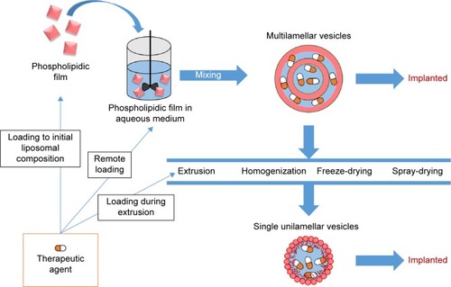 Figure 7 Production process of liposomes.Notes: Multiple lamellar vesicles (MLVs) can be produced and ready for implant after a suspension of lipophilic film in aqueous solution. In an alternative method, starting from MLVs, single lamellar vesicles can be obtained through extrusion, homogenization, freeze-drying, and spray-drying. The therapeutic agent can be incorporated directly in the starting phospholipidic film, during the extrusion process, or when the suspension obtained (labeled as remote loading).