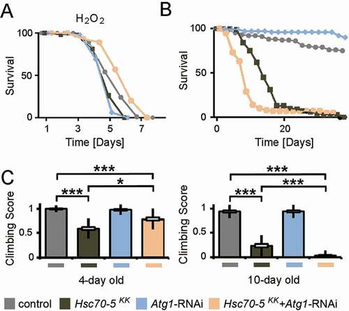 Figure 9. Concomitant Atg1 and Hsc70-5 knockdown rescued longevity under oxidative stress but was detrimental upon aging in baseline conditions. (A) Lifespan of flies at 25°C following induction of generalized oxidative stress. Flies were fed with 5% hydrogen peroxide sucrose solution. (B) Lifespan of flies at 25°C on the standard diet. (C) The climbing ability of 4 – and 10-d-old flies expressing Atg1 knockdown in the elav>Hsc70-5KK100233,tub-GAL80ts background. The standard error of mean and standard deviation are shown as a box and a black line. * p < 0.05, *** p < 0.001
