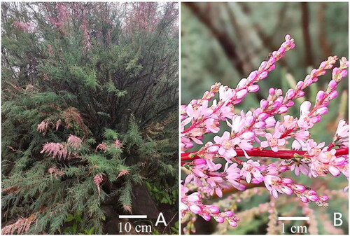 Figure 1. Photos of Myricaria wardii. (A) The plants of M. wardii in its natural habitat; (B) The flowers of M. wardii. The species reference images were taken by Yuanyuan Chen from the sampling location in this study.