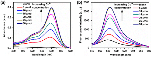 Figure 3. Variation in (a) absorbance and (b) fluorescence spectra (λex = 520 nm) of the polymer P3 (20 μmol) in Tris buffer (pH 7) at different concentrations of Cu2+ ion (0–30 μmol).