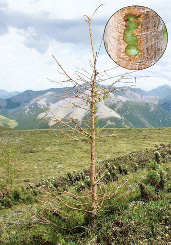 FIGURE 10 Leafless larch stem is alive due to bark photosynthesis which is facilitating the trees' survival in harsh environment. Inset photo: bark chlorophyll under phellem.