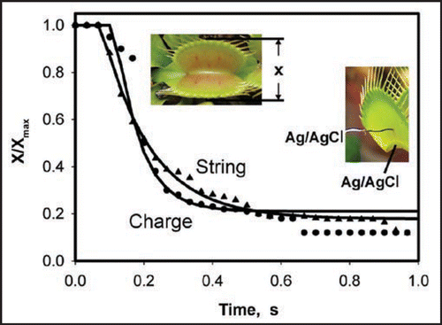 Figure 4 Kinetics of a trap closing stimulated by a cotton thread (▴) or by 14 µC charge (•); x is the distance between the trap margins. Solid lines are theoretical dependencies estimated from equation (8) with parameters from Table 1. All these results were reproduced at least ten times. Reproducibility of the initial mechanically silent period with no observable movement of the trap is ±33 ms.