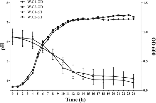 Figure 1. Growth curves and acid production of two W. viridescens isolates at 37°C within 24 h. W. C1-OD600: the OD600 value in W. viridescens C1 culture; W. C2-OD600: the OD600 value in W. viridescens C2 culture; W. C1-pH: the pH value in W. viridescens C1 culture; W. C2-pH: the pH value in W. viridescens C2 culture.Figura 1. Curvas de crecimiento y producción de ácido de dos aislados de W. viridescens a 37°C en un lapso menor a 24 h. W. C1-OD600: el valor OD600 en el cultivo de W. viridescens C1; W. C2-OD600: el valor OD600 en el cultivo de W. viridescens C2; W. C1-pH: el valor de pH en el cultivo de W. viridescens C1; W. C2-pH: el valor de pH en el cultivo de W. viridescens C2.