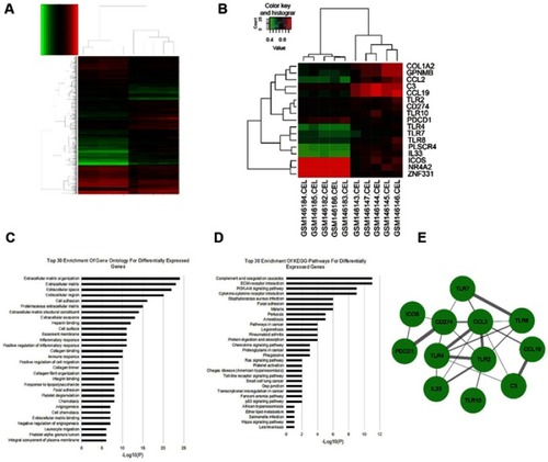 Figure 1 Gene expression profiling analysis in PTCL. (A) Hierarchical clustering of gene expression profiles generated from five AITL samples and five normal T-cell samples. DEGs were selected with a fold change >2 and P-value < 0.001 among the mRNA expression profiling; (B) Ten samples are clustered according to the expression of 17 differentially expressed genes; (C and D) Top 30 enrichment of GO terms and KEGG pathways for differentially expressed genes; (E) The PPI network of 17 DEGs was constructed. Red cycle nodes represent genes, and the edges represent interaction between genes, the width of edges represents the combined score.