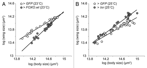 Figure 2. Organ-autonomously altering the expression of IIS genes affects an organ’s nutritional variability and its scaling relationship with body size. (A) Increasing FOXO expression in the wing using an imaginal-disc specific driver (NP6333 > FOXO.wt) makes the wing significantly more hyperallometric to body size, by decreasing wing size in smaller individuals (data from Figure 5 Tang et al.,Citation26 common slope test, p < 0.01) (B) Increasing Inr expression (NP6333 > Inr) also makes the wing significantly more hyperallometric but by increasing wing size in larger individuals (common slope test, p < 0.01). Flies were reared and statistical analysis conducted as described in Tang et al.Citation26 Flies for Inr overexpression were from the Bloomington Stock Center (stock no. 8262). All lines are standardized major axes.