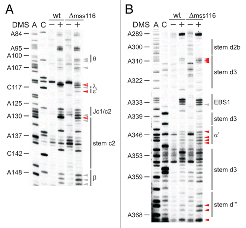 Figure 4 Tertiary structure elements are unfolded in the absence of Mss116p. (A) Representative gel showing the accessibility of nucleotides in the c-c1-c2 three-way junction, which harbors the θ, λ, ε′ and β elements forming long-range tertiary contacts with distinct regions of the intron, in the wt and mss116-knockout strain. Lanes are designated as in Figure 1; symbol code as in Figure 3. The normalized plot derived from this gel is shown (Suppl. Fig. 4C). (B) Representative gel showing the accessibility of residues in stem d3 including the exon binding site 1 (EBS1) and the α′ element, which forms an intra-domain contact with the closing loop of stem b. Lanes are designated as in Figure 1; symbol code as in Figure 3. The normalized plot derived from this gel is shown Supplementary Figure 4D.