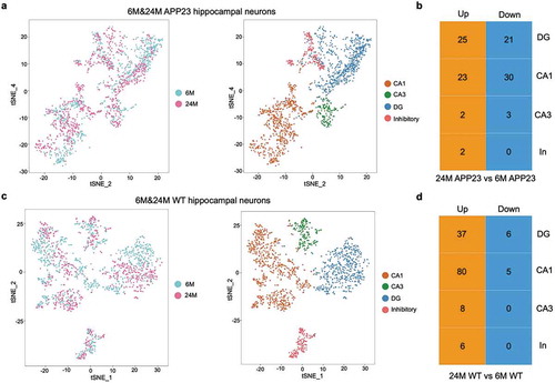 Figure 3. Classification of APP23 and WT mice hippocampal neurons. (a) Cell-type clusters of APP23 hippocampal neurons. tSNE embedding of 1,674 6-month-old and 24-month old APP23 mice hippocampal neurons. Cells were distinguished by age and subtype. (b) Number of DEGs between 24-month-old versus 6-month-old APP23 hippocampal neurons across subtypes. CA1, CA1 neurons; CA3, CA3 neurons; DG, DG neurons; In, Inhibitory neurons. (c) Cell-type clusters of WT hippocampal neurons. tSNE embedding of 1,606 6-month-old and 24-month-old WT mice hippocampal neurons. Cells were distinguished by age and subtype. (d) Number of DEGs between 24-month-old versus 6-month-old WT hippocampal neurons across subtypes. CA1, CA1 neurons; CA3, CA3 neurons; DG, DG neurons; In, Inhibitory neurons.