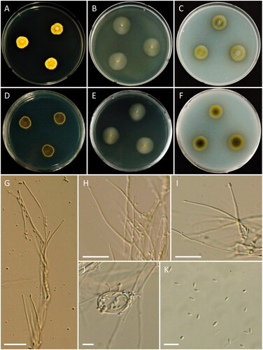Figure 8. Morphology of Cosmospora lavitskiae. (A, D) Colonies on PDA; (B, E) Colonies on MEA; (C, F) Colonies on OA ((A–C) obverse view; (D–F) reverse view); (G–I) Phialides on conidiophores; (J) Coiled hyphae; (K) Conidia (scale bars: G–I = 20 μm; J, K = 10 μm).