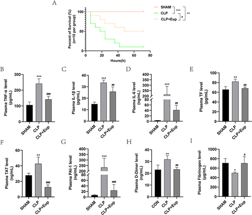 Figure 4 Effects of Eupatilin on the survival rate, inflammation and coagulation indicators in septic mice. (A) The survival plot for the mice in each group (n=10 per group, log rank test). (B-I) The levels of TNF-α, IL-1β, IL-6, TF, TAT, PAI-1, D-dimer, and fibrinogen in mice plasma were detected by ELISA (n≥3 per group, one-way ANOVA test). Mice were pretreated with Eup (10mg/kg) by gavage for 2 hours before CLP modeling for 24 hours. *p < 0.05, **p < 0.01, ***p < 0.001, versus SHAM group; #p < 0.05, ##p < 0.01, ###p < 0.001, versus CLP group.