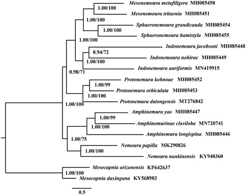 Figure 1. Phylogenetic trees based on the concatenated nucleotide sequences of 13 PCGs by Bayesian inference (BI) and maximum likelihood (ML) methods.