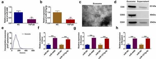 Figure 1. Exosomes mediated the transport of miR-4488 and miR-1273 g-5p in TGF-β2-treated ARPE-19 cells. (a-b) The expression of miR-4488 and miR-1273 g-5p in ARPE-19 cells treated with or without TGF-β2 was measured by qRT-PCR. (c) The morphology of exosomes from TGF-β2-treated ARPE-19 cells was analyzed using TEM. (d) The expression of exosome markers (CD9, CD63 and CD81) was detected by WB analysis. (e) The size of exosomes was analyzed by NTA. (f) Donor ARPE-19 cells were transfected with miR-4488 mimic or miR-1273 g-5p mimic followed by treated with TGF-β2. The expression of miR-4488 and miR-1273 g-5p was detected by qRT-PCR. (g) Exosomes were isolated from donor ARPE-19 cells transfected with miR-4488 mimic or miR-1273 g-5p mimic followed by treated with TGF-β2. The expression of miR-4488 and miR-1273 g-5p in exosomes was determined by qRT-PCR. (h) Recipient ARPE-19 cells were treated with exosomes followed by treated with TGF-β2. The expression of miR-4488 and miR-1273 g-5p were detected by qRT-PCR. **P < 0.01, ***P < 0.001