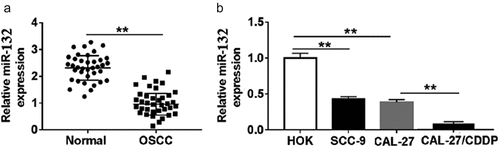 Figure 1. Expression of miR-132 in OSCC tissues and cell lines. A. The expression of miR-132 was measured in OSCC tissues and paired normal tissues by qRT-PCR. B. The expression of miR-132 was detected in OSCC cell lines (CAL-27 and SCC-9), human oral keratinocyte cell line (HOK) and CDDP-resistant cell line CAL-27/CDDP. **P < 0.01
