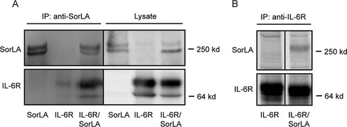 FIG 5 Interaction between full-length IL-6R and SorLA in cells. (A) HEK293 cells transfected with SorLA or IL-6R or both receptors in combination were incubated with the non-membrane-permeable chemical cross-linker DTSSP (2 nM). After 45 min, the reaction was stopped, and the receptor proteins were immunoprecipitated from cell lysates with anti-SorLA. Reduced samples of precipitate were analyzed by SDS-PAGE and Western blotting. (B) HEK293 cells transfected with IL-6R or IL-6R/SorLA were biolabeled (4 h, 37°C) using [35S]cysteine and [35S]methionine and then washed and lysed. Subsequently, receptor proteins were immunoprecipitated from cell lysates using anti-IL-6R and analyzed by reducing SDS-PAGE and autoradiography.