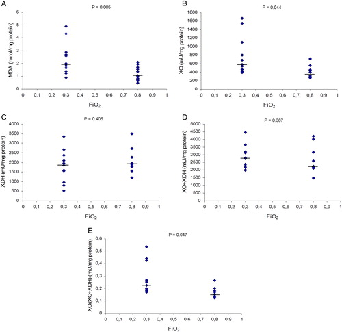 Figure 3. Effects of FiO2 on MDA levels, XO activity, XDH activity, XO + XDH activities, and XO/(XO + XDH) ratio in colonic mucosa from excised colon in the two groups of cancer patients. MDA, malondialdehyde; XO, xanthine oxidase; XDH, xanthine dehydrogenase. Values expressed as scatter plot and median (horizontal bars). Differences were analysed with two-tailed tests for non-parametric data: Mann–Whitney U and Wilcoxon tests. P values <0.05 were considered statistically significant. (A) MDA values were significantly lower in the 0.80 group than in the 0.30 group. (B) XO activity was significantly lower in the 0.80 group than in 0.30 group. (C) On XDH activity no differences were found between the study groups. (D) On XO + XDH activities no differences were found between the study groups. (E) On XO/(XO + XDH) ratio, values were significantly lower in 0.80 group than 0.30 group.