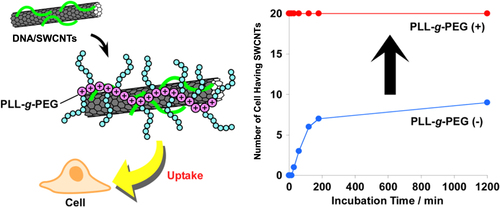 Figure 26. (left) Schematic drawing of PEGylation of DNA/SWCNTs with PLL-g-PEG based on the electrostatic interaction. (right) Plots of the number of cells containing SWCNTs as a function of the incubation time. Dramatic enhancement of the cell uptake efficiency is achieved after the PEGylation. Reproduced from T Fujigaya et al 2011 Nanoscale 3 4365. Copyright 2011 Royal Society of Chemistry.