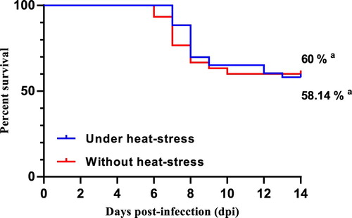 Figure 2. Effects of heat stress on mortality of commercial brown laying hens challenged by S. Gallinarum. aNon-significant statistical differences (P > 0.05) using Dunnet’s test.