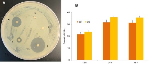 Figure 3 Antibacterial studies on Bacillus cereus and Escherichia coli by disc diffusion method. (A) Effect on growth of E. coli at 12 h of incubation: (a) negative control, (b) silver nitrate, (c) Rifampicin, (d) MA-extract, (e) MA-AgNPs. (B) Effect of MA-AgNPs on zone of inhibition (ZOI) of Bacillus cereus and Escherichia coli at different time intervals.Abbreviations: BC, Bacillus cereus; EC, Escherichia coli.