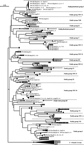 Figure 1. Neighbor-joining phylogenetic tree of the g23 sequences showing the relationships of g23 amino acid sequences obtained in this study with those obtained from paddy field soils in Japan (Fujii et al. Citation2008; Wang et al. Citation2009a) and Northeast China (Wang et al. Citation2009b; Liu et al. Citation2012). The black and gray circles indicate internal nodes with at least 90% and 50% bootstrap support, respectively. The black and white squares represent clones obtained from Northeast China and Japan, respectively. The new designated paddy floodwater groups are shown in italic letters.