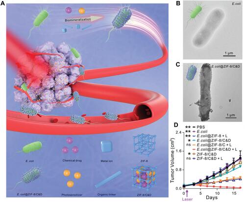 Figure 3 (A) Biomimetic mineralization of tumor-targeting E. coli by zeolitic imidazolate framework-8 (ZIF-8) for the delivery of therapeutics. (B–C) TEM images of primary E. coli and E. coli@ZIF-8/C&D. (D) Tumor growth curves of 4T1 tumor-bearing mice with different treatments (*p <0.05, **p <0.01). Adapted with permission from Yan S, Zeng X, Wang Y, Liu BF Biomineralization of Bacteria by a Metal-Organic Framework for Therapeutic Delivery Adv Healthcare Mater. 2020;9(12):e2000046. © 2020 WILEY-VCH Verlag GmbH & Co. KGaA, Weinheim.Citation47