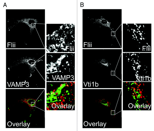 Figure 1. Flii is not found in the classical secretory pathway in fibroblasts. Primary fibroblasts were fixed with methanol, immunostained for Flii (mouse anti-Flii antibody) in combination with the recycling endosome SNARE protein VAMP3 (A) or the trans-Golgi complex and recycling endosome SNARE Vti1b (B). Flii is not located in compartments of the classical secretory pathway in fibroblasts.