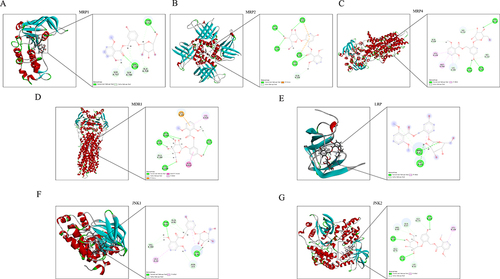 Figure 5 Molecular docking analysis of Curculigoside with JNK1, JNK2, MRP1, MRP2, MRP4, P-gp, and LRP1. Results of docking analyses of Curculigoside, in the binding pocket of each protein. The insets are 2D presentation of the binding of the metabolites. (A) MRP1, (B) MRP2, (C) MRP4, (D) P-gp (MDR1), (E) LRP1, (F) JNK1, (G) JNK2.