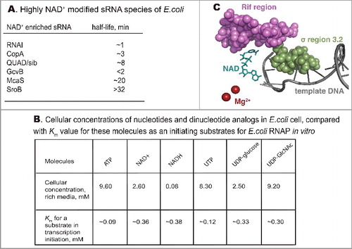 Figure 1. A. A list of 6 heavily NAD+ modified RNA species found by Cahova et. al., [Citation1] with half-lives reported in [Citation22]. B. Cellular concentrations of nucleotides and analogs in E. coli cell reported by Bennett et. al., [Citation9], and the Km for their usage as a substrates in transcription initiation [Citation8]. C. Regions of RNAP shown to influence capping efficiency. PDB 5D4D structure of Thermus thermophilus RNAP open complex with NADpC was used, NAD is shown in cyan. Part of rifampicin-binding pocket corresponding to cluster I of Rif region of β subunit is in magenta, region 3.2 of σ subunit is in green, template DNA is grey, Mg2+ ions are in ruby.
