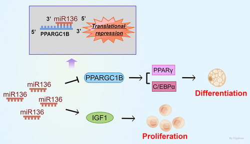Figure 7. Illustrative model of miR136 role in adipogenesis. miR136 acts as a regulator in the process of adipogenesis. miR136 promoted preadipocytes proliferation via elevating IGF1 expression. miR136 inhibited preadipocyte differentiation by directly targeting PPARGC1B and thereby affecting the expression of PPARγ and C/EBPα.
