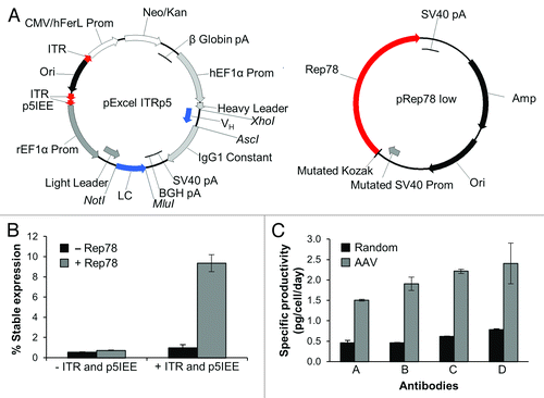 Figure 1. Non-Viral AAV based single antibody stable pools. (A) Vectors for non-viral AAV expression system. Antibody expression cassettes and a neomycin selection cassette are flanked by AAV ITRs and the p5IEE (pExcel ITRp5). This vector is co-transfected into mammalian cell lines with a plasmid expressing an optimized low level of Rep78 (pRep78low), and stable pools of cells are selected by culture with geneticin. See Methods section for details of vector elements and abbreviations. (B) Optimized AAV-based stable expression is ITR and Rep dependent. Freestyle 293-F cells were transfected with only the antibody expression plasmid with GFP in place of the heavy chain (-Rep) or co-transfected with pRep78low (+Rep). The antibody expression plasmids either contained viral ITR and p5IEE elements (+ ITR and p5IEE; pExcel ITRp5 GFP) or lacked the viral elements (- ITR and p5IEE; pExcel GFP). Data shown are the average percent GFP positive cells as determined by FACS analysis from three time-points of duplicate cultures after transient expression was lost. Error bars represent the standard deviation between two cultures. (C) Single antibody stable pool cultures generated by non-viral AAV based integration express at higher levels than those generated by random integration. The non-viral AAV based pools were generated as described in the Methods section, and the random stable pools were generated identically except that the antibody plasmid did not contain the viral ITRs or p5IEE sequences (pExcel) and was not co-transfected with pRep78low. Frozen vials of AAV-based or random stable pools were thawed and cultured for two weeks. Antibody concentrations from cell culture supernatants were determined by Luminex® immunoassays, and specific productivities (pg/cell/day) were calculated as described in the Methods. Error bars represent the standard deviation between measurements at two time points.