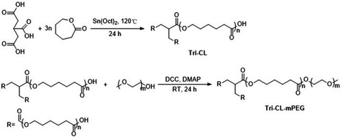 Figure 1 Synthesis scheme of Tri-CL-mPEG.Abbreviations: DCC, N,N′-dicyclohexylcarbodiimide; DMAP, 4-dimethylaminopyridine; RT, room temperature; Sn(Oct)2, tin (II) 2-ethylhexanoate; Tri-CL, tricarballylic acid-poly (ε-caprolactone); Tri-CL-mPEG, tricarballylic acid-poly (ε-caprolactone)-methoxypolyethylene glycol.