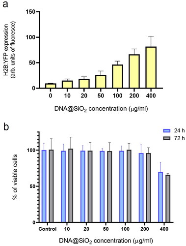 Figure 4. Effect of particle concentration on transfection efficiency and cell viability. (a) Flow cytometry quantification of transfected H2B:YFP protein by using l-DNA#4 particles (mean ± SD, n = 3) carrying different DNA@SiO2 concentrations (µg/ml IMDM). (b) MTT assay showing % of viable cells 24 h and 72 h after l-DNA#4 treatment with the same particles (mean ± SD, n = 6).